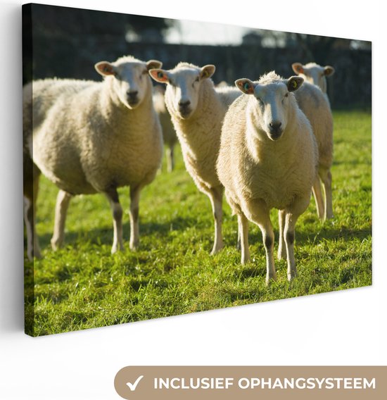 Canvas Schilderij Schapen - Dieren - Wol - 90x60 cm - Wanddecoratie