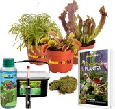 vdvelde.com - Vleesetende planten DIY Terrarium Set 3 - 1 Venus vliegenval - 1 Zonnedauw - 1 Bekerplant - Ø 9 cm - Hoogte 10-20 cm - Vleesetende Planten Boek, Grond en Rain Drops