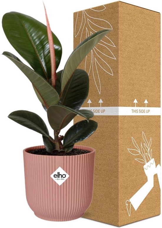 Rubberboom, onderhoudsarme kamerplant, Ficus elastica 'Robusta', hoogte circa 50 cm, diameter pot: 17 cm