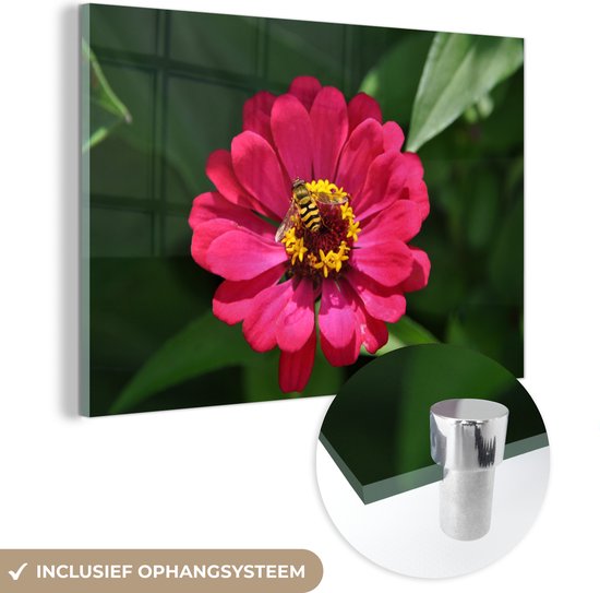 MuchoWow® Glasschilderij 120x80 cm - Schilderij acrylglas - Roze zinnia bloem met een bij erop - Foto op glas - Schilderijen