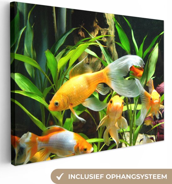 Peintures sur toile Poisson rouge - Aquarium - Plantes - 80x60 cm