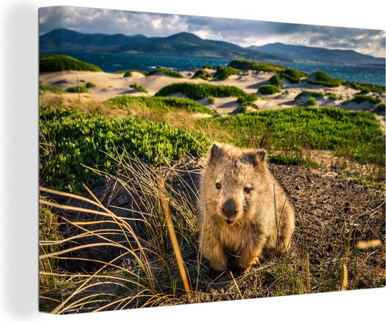 Un wombat dans un environnement verdâtre 140x90 cm - Tirage photo sur toile (Décoration murale salon / chambre)