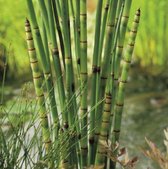 Equisetum Japonicum - Japanse holpijp - ↑ 90cm - Ø 18cm