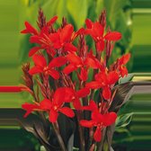 Canna - Bloemriet rood - ↑ 25-35cm - Ø 18cm