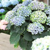 Hydrangea Magical 'Revolution Blue' - Hortensia blauw-groen - ↑ 15-20cm - Ø 12cm