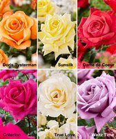 6x Rosa - Rozen Grootbloemig 6 stuks - Gemengde kleuren - Blote wortels