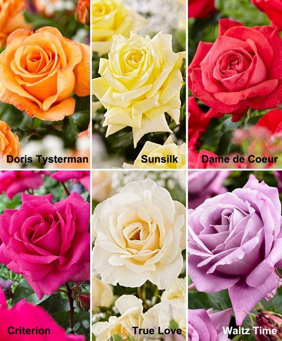 Verlammen zakdoek Ontslag 6x Rosa - Rozen Grootbloemig 6 stuks - Gemengde kleuren - Blote wortels |  bol.com