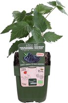 2x Rubus 'Little Black Prince' - Zwarte Dwergbraam - Biologisch - Set van 2 fruitheesters - ↑ 30-60cm - Ø 12cm