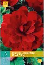 X 3 BEGONIA GRANDIFLORA ROOD 5/6