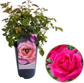 Rosa Floribunda 'Myveta' - Trosroos op pot - Roze - ↑ 35-40cm - Ø 17cm