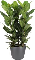 Kamerplant van Botanicly – Banyan incl. sierpot antraciet als set – Hoogte: 75 cm – Ficus benghalensis