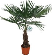 Kamerplant van Botanicly – Chinese Waaierpalm – Hoogte: 115 cm – Trachycarpus Fortunei
