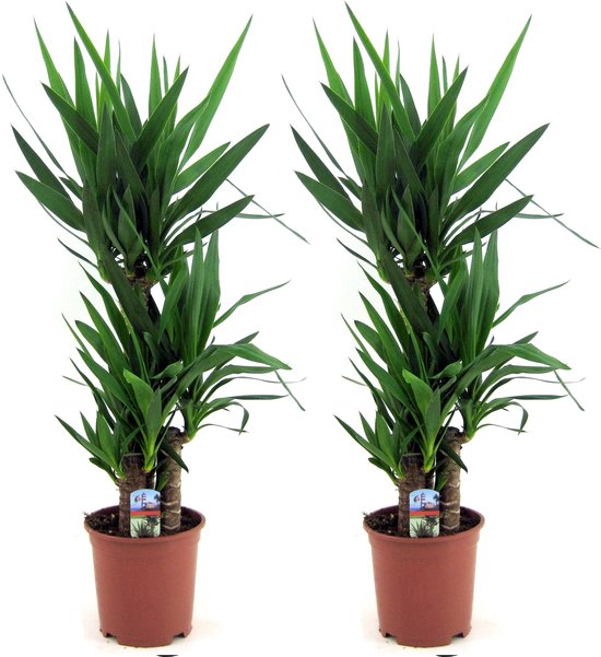 Plant in a Box - Yucca Elephantipes - Set van 2 -kamerplant - pot 21cm - Hoogte 70-80cm