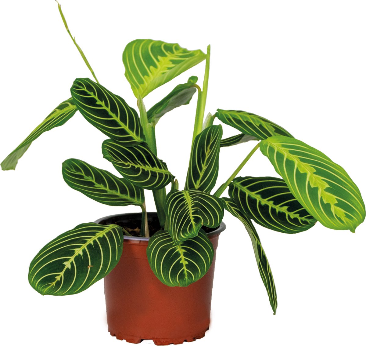 Bol.com Bloomique - Maranta Lemon Lime - Gebedsplant - Hangplant - Kamerplanten - Luchtzuiverend - Diervriendelijk - Hoogte 10-2... aanbieding