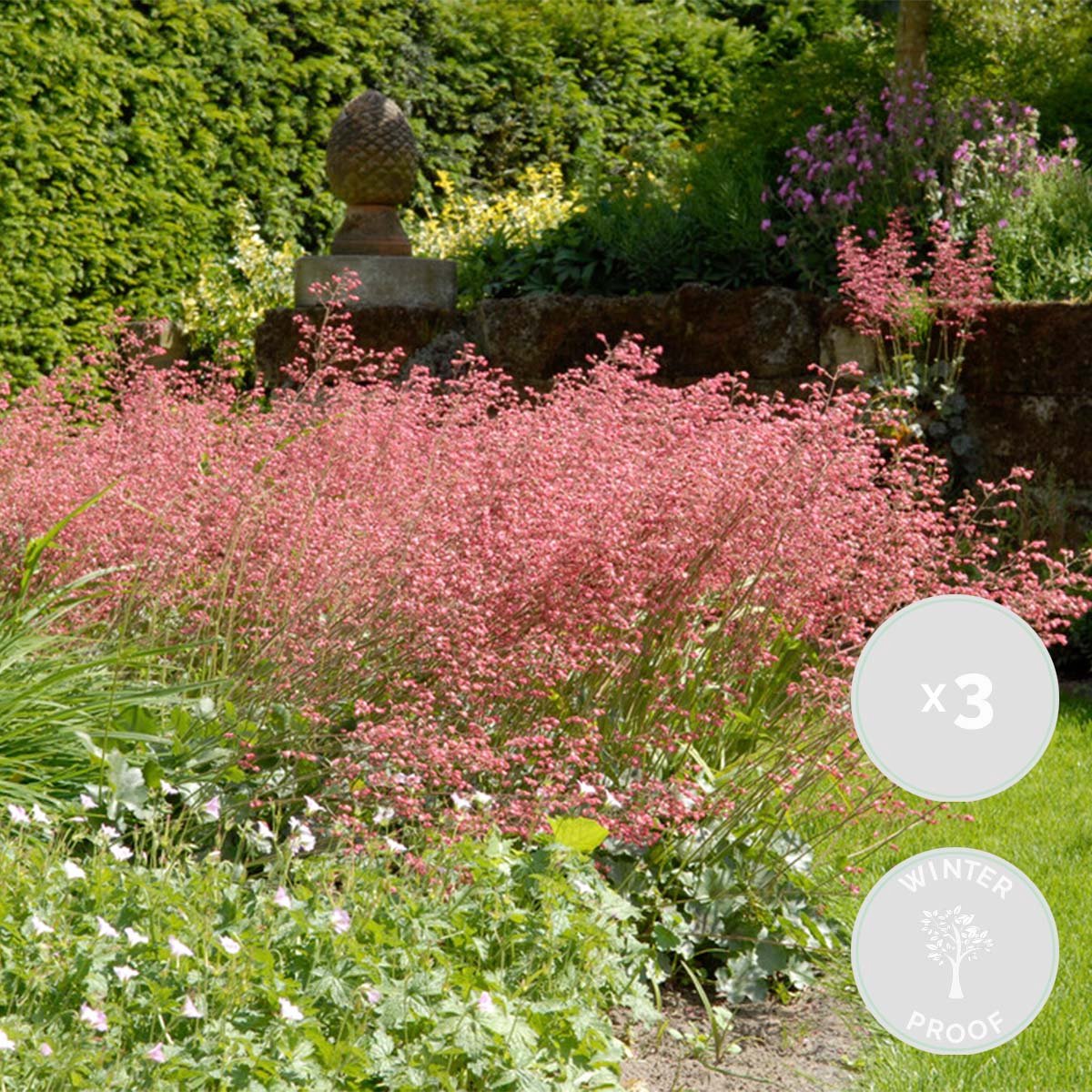 Bloomique - Set van 3 - Heuchera Sanguinea Splendens - Purperklokje - Tuinplanten - Winterhard - Diervriendelijk - Hoogte 10-20 cm - Pot 9x9 cm