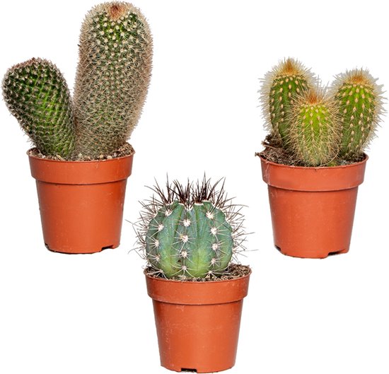 Bloomique Mini Cactus Gemengd