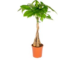 Bloomique - Pachira Aquatica - Geldboom - Watercacao - Kamerplanten - Luchtzuiverend - Gemakkelijk in onderhoud - Hoogte 60-70 cm - Pot 17 cm