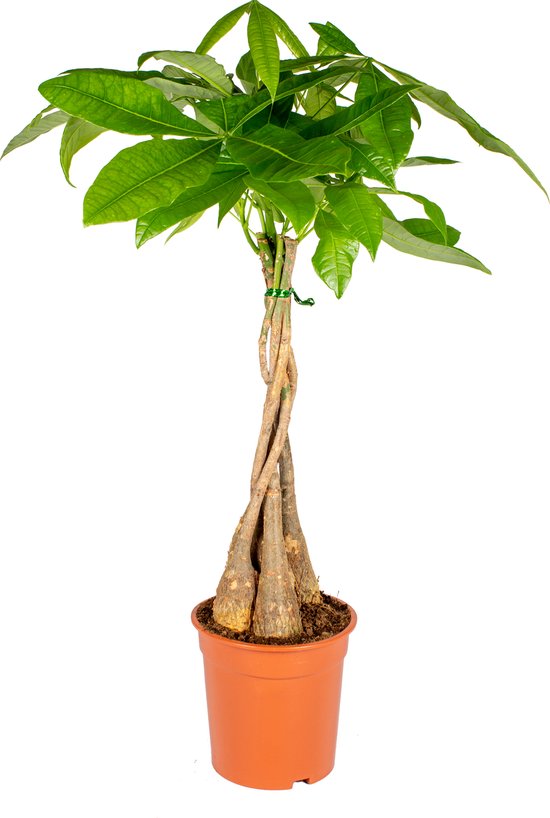 Bloomique - Pachira Aquatica - Geldboom - Watercacao - Kamerplanten - Luchtzuiverend - Gemakkelijk in onderhoud - 60-70 cm Hoog - Pot 17 cm