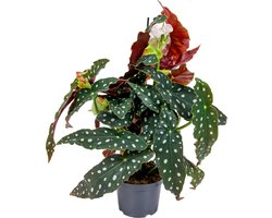 Bloomique - Begonia Maculata - Stippenbegonia - Stippenplant - Kamerplanten - Luchtzuiverend - 20-30 cm Hoog - Pot 12 cm