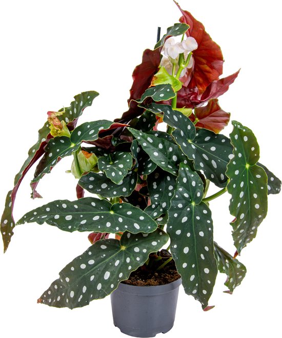 Begonia Maculata | Stippenplant