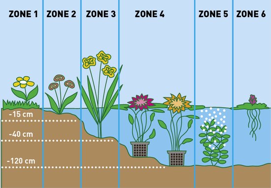 Illustratie van planten in verschillende waterzones, van de oever tot dieper water (-15cm tot -120cm).