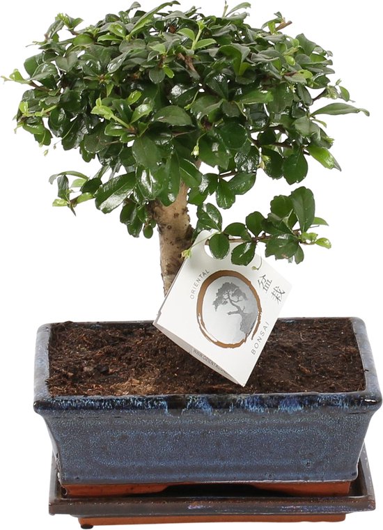 5 populaire bonsaiboompje soorten + extra info over gereedschap en starter kits 10 Plant in a Box - Bonsai 'Zelkova' - S-vormig - Hoogte 20-30cm - Potmaat 15cm