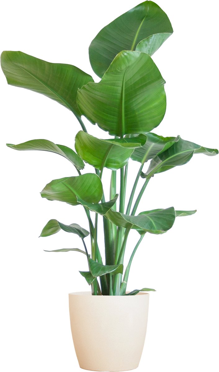 Green Harmony| Strelitzia Nicolai with Viber pot white - 80cm - Ø21