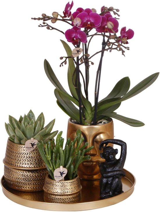 2 × Orchideeën - Orchidee Geel Incl. Bloempot Wit | Hoogte: 65 Cm Phalaenopsis Alassio