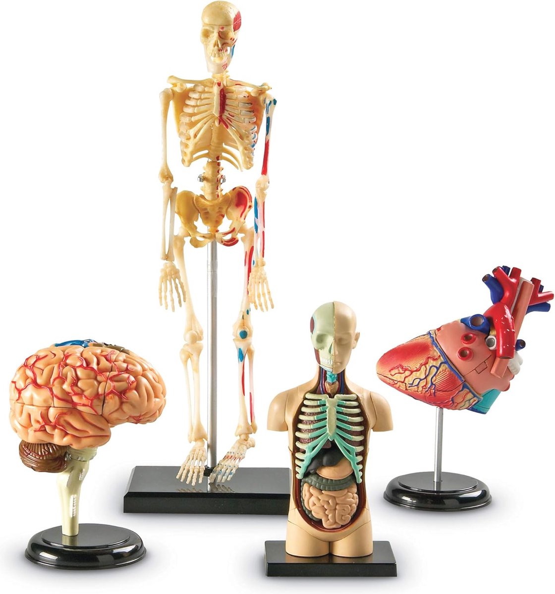 Anatomie Modellen Bundel Set voor Leren