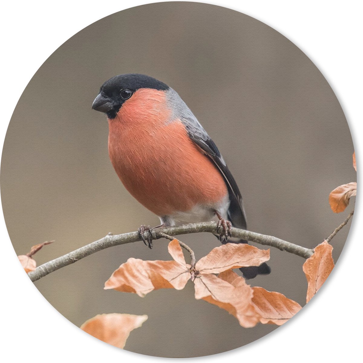 Muismat rond 20x20 cm - Mousepad Vogel - Bladeren - Herfst - Goudvink - Ronde muismatten