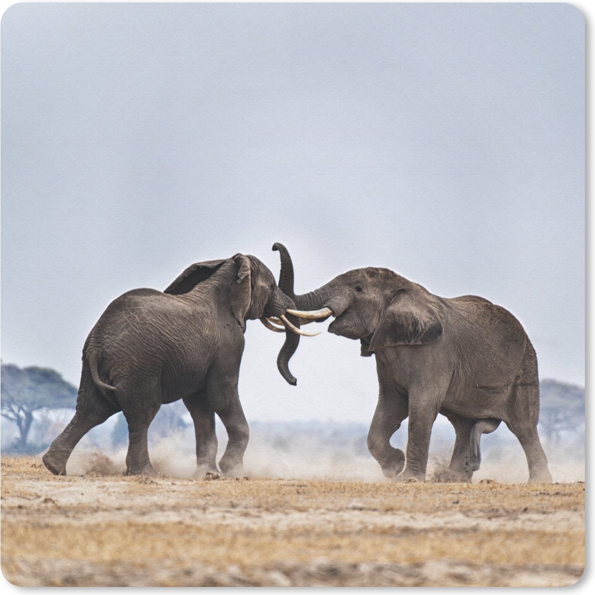 Muismat 20x20 cm - Mousepad Olifant - Dieren - Vlakte - Natuur - Muismatten