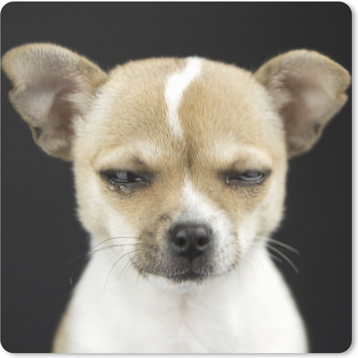 Muismat 30x30 cm - Mousepad Hond - Huisdieren - Portret - Muismatten