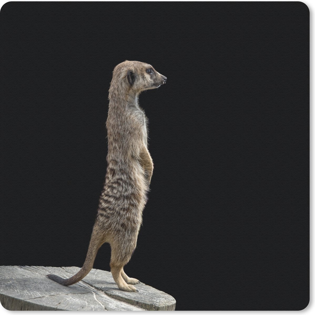 Muismat 30x30 cm - Mousepad Stokstaartje - Wilde dieren - Zwart - Muismatten