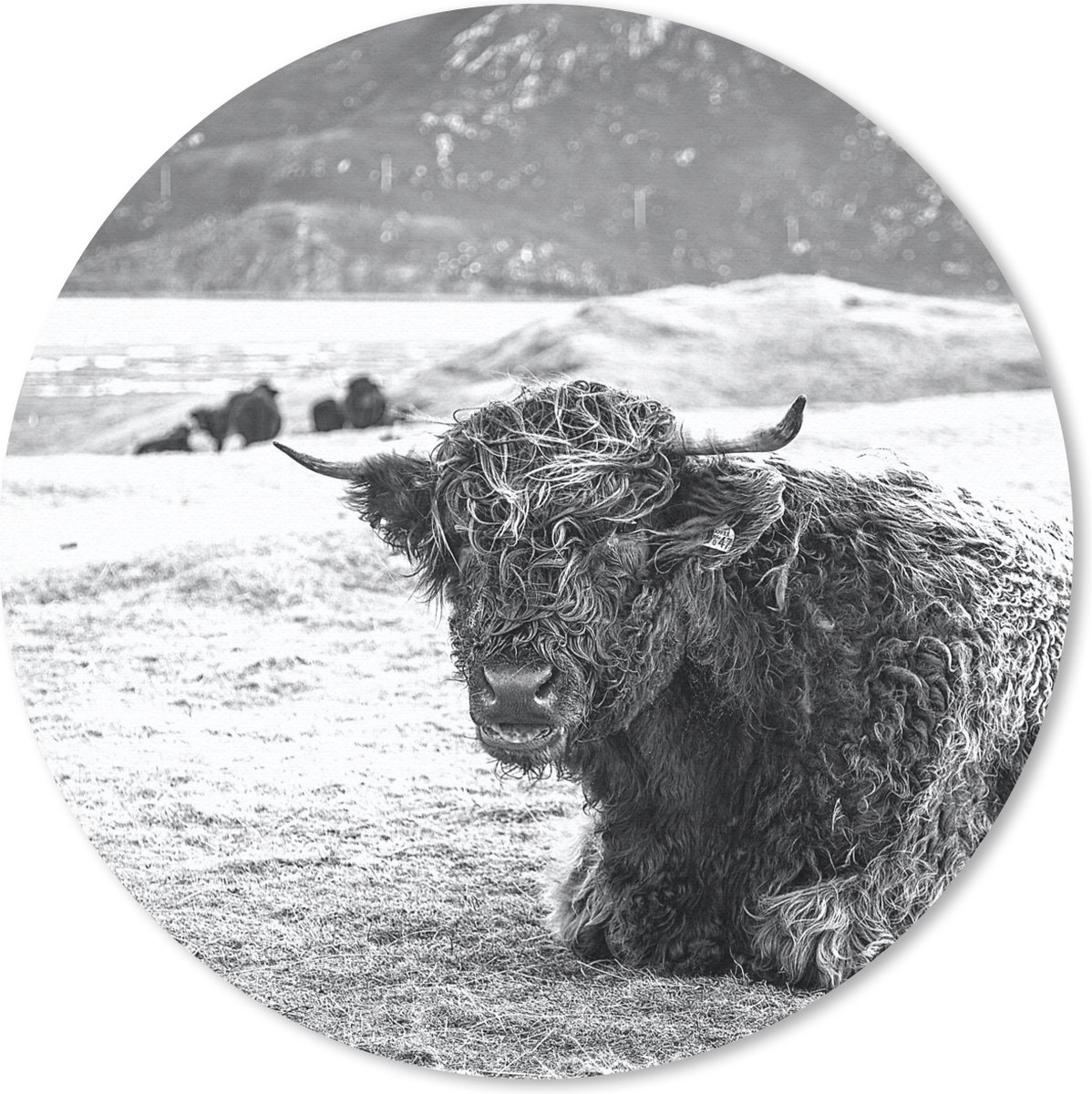 Muismat rond 20x20 cm - Mousepad Schotse Hooglander - Berg - Dieren - Ronde muismatten