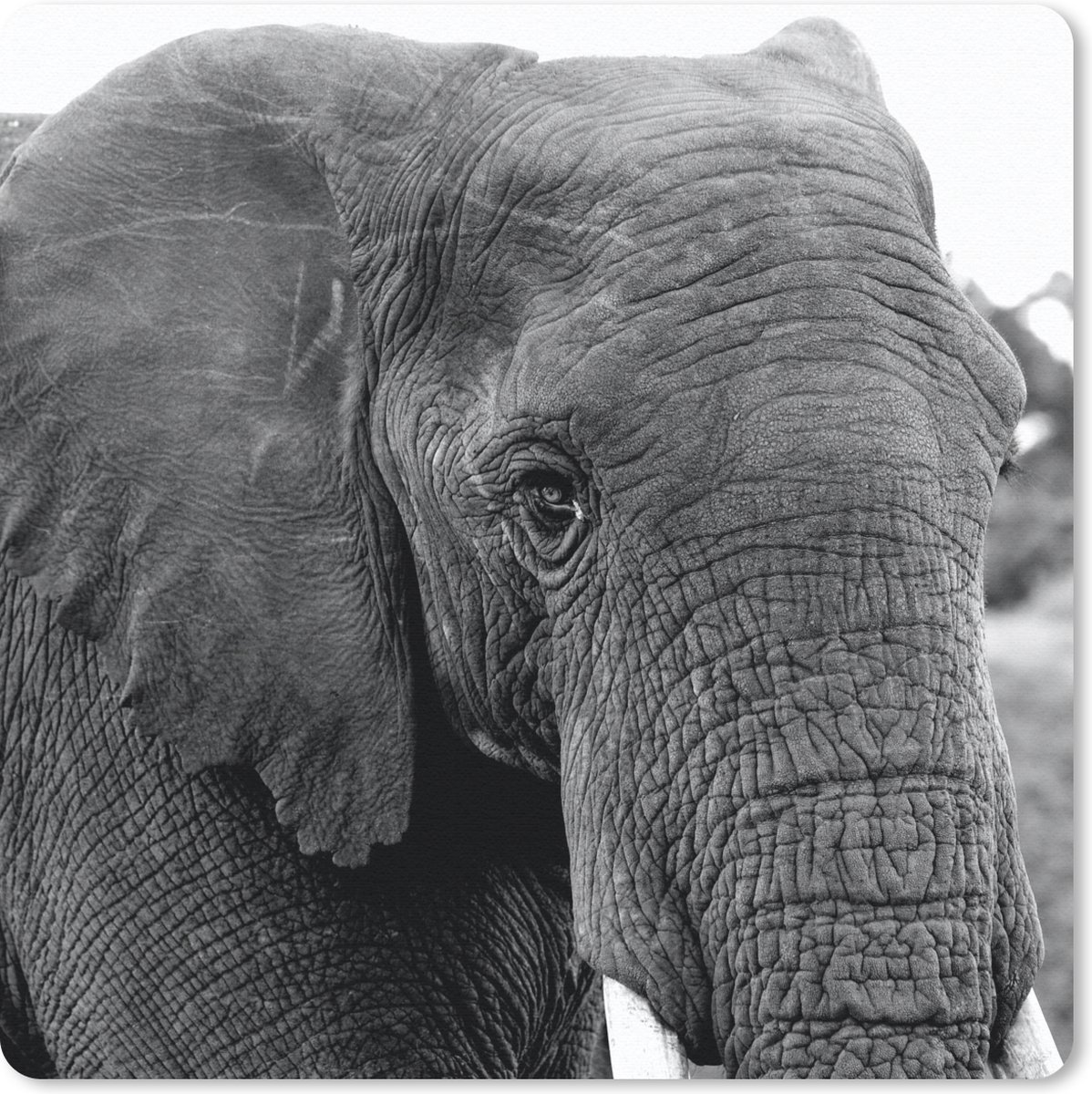 Muismat 20x20 cm - Mousepad Olifant - Dieren - Zwart - Wit - Natuur - Muismatten