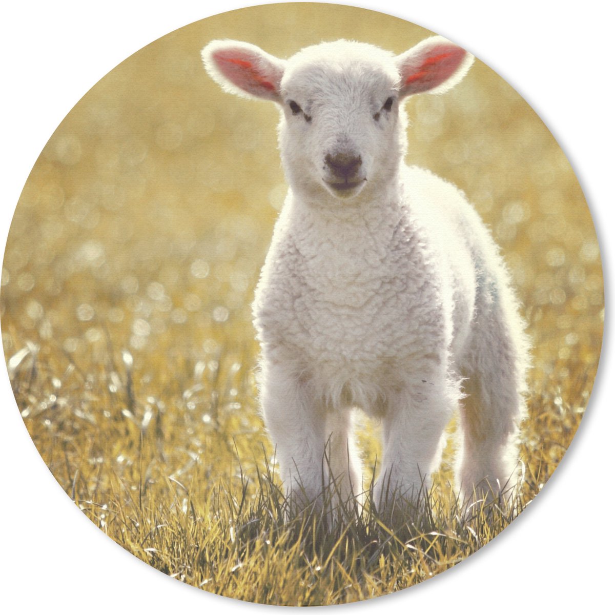 Muismat rond 30x30 cm - Mousepad Schaap - Gras - Zon - Ronde muismatten