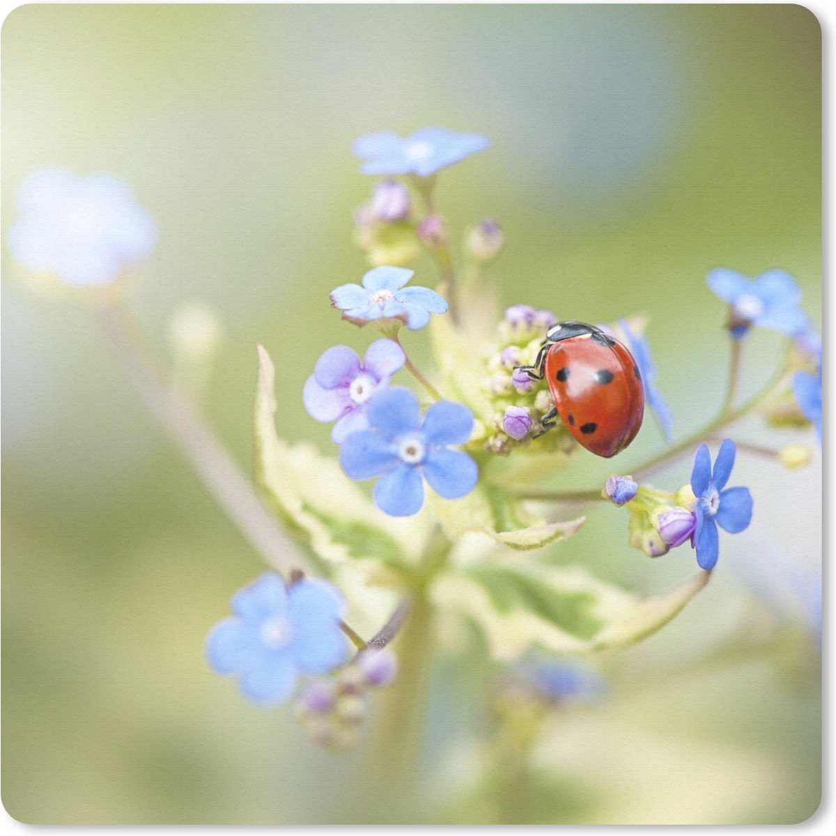 Muismat 30x30 cm - Mousepad Lieveheersbeestje - Bloem - Lente - Muismatten