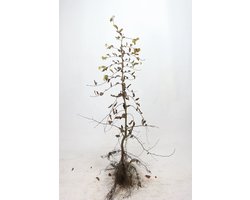 Haagbeuk 125-150 cm (met blote wortel) - 10stuks - inheemse plant - groeit goed op vrijwel alle gronden snelle groeier
