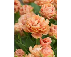 Tulp Copper Image® | 10 stuks | Dubbel laat | Oranje | Roze