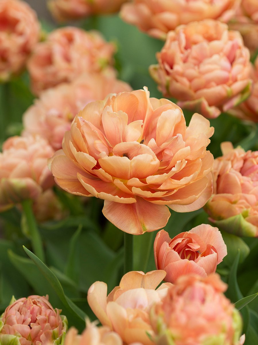 Tulp Copper Image® | 10 stuks | Dubbel laat | Oranje | Roze