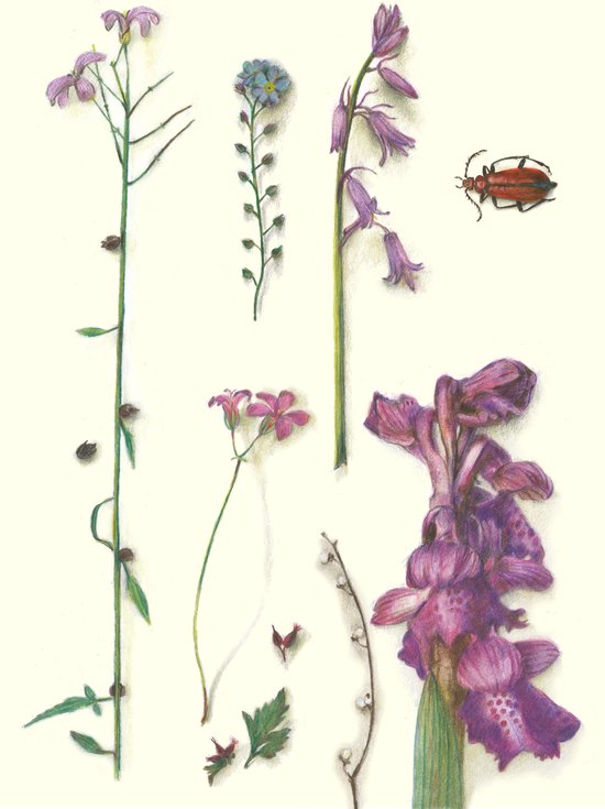 Set botanische planten en bloemen kaarten - 16 dubbele gevouwen kaarten met bijpassende gekleurde enveloppen