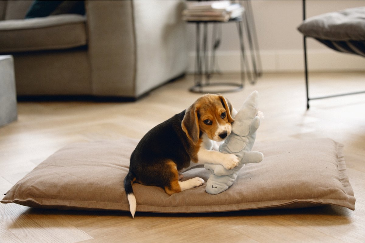 Beeztees Puppy Krokodil Jake - Hondenspeelgoed thumbnail 2