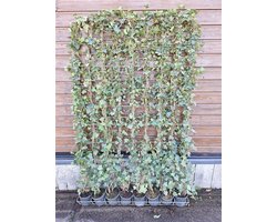 Hedera Hibernica - Klimop - Kant-en-Klaar Haag | 120cm - ↨180 cm