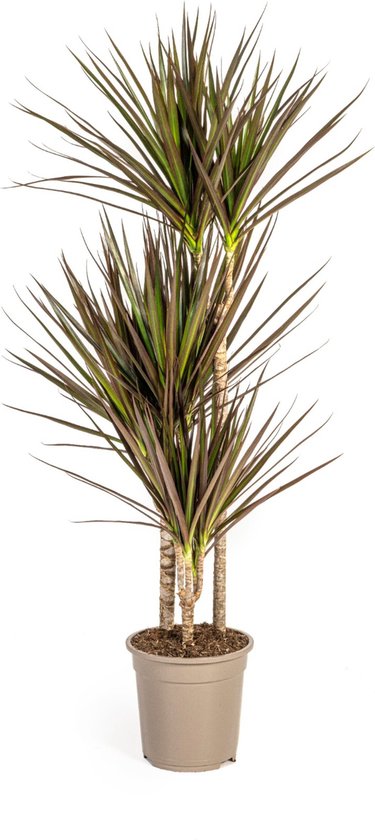 De Drakenboom, Bladeren met Dieprode tot Magenta Rand.Tropische Uitstraling, Groene Kamerplant, Dracaena Marginata Magenta Ø21cm - 120cm
