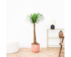 Beaucarnea - 120cm