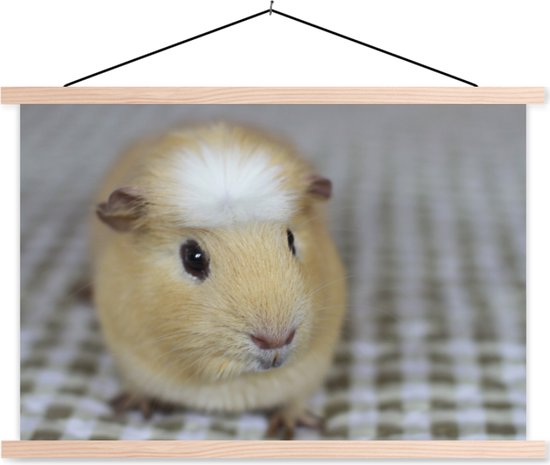 Affiche textielposter petit cochon d'Inde 90x60 cm