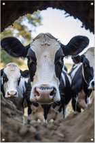 Affiches transparentes - Affiches vache - Affiche jardin Animal - Tableau jardin pour extérieur - Poster jardin - Décoration murale affiche jardin 40x60 cm