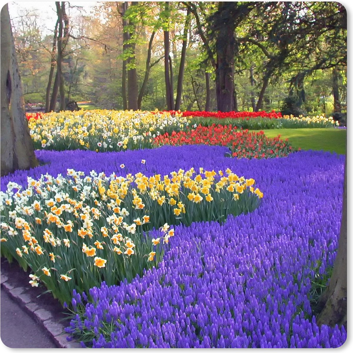 Muismat XXL 40x40 cm - Bureau onderlegger - Bureau mat Bloemen in de Keukenhof in Zuid-Holland - Bureaumat - Gaming mousepad xl - Bureaulegger groot - Computer deskmat