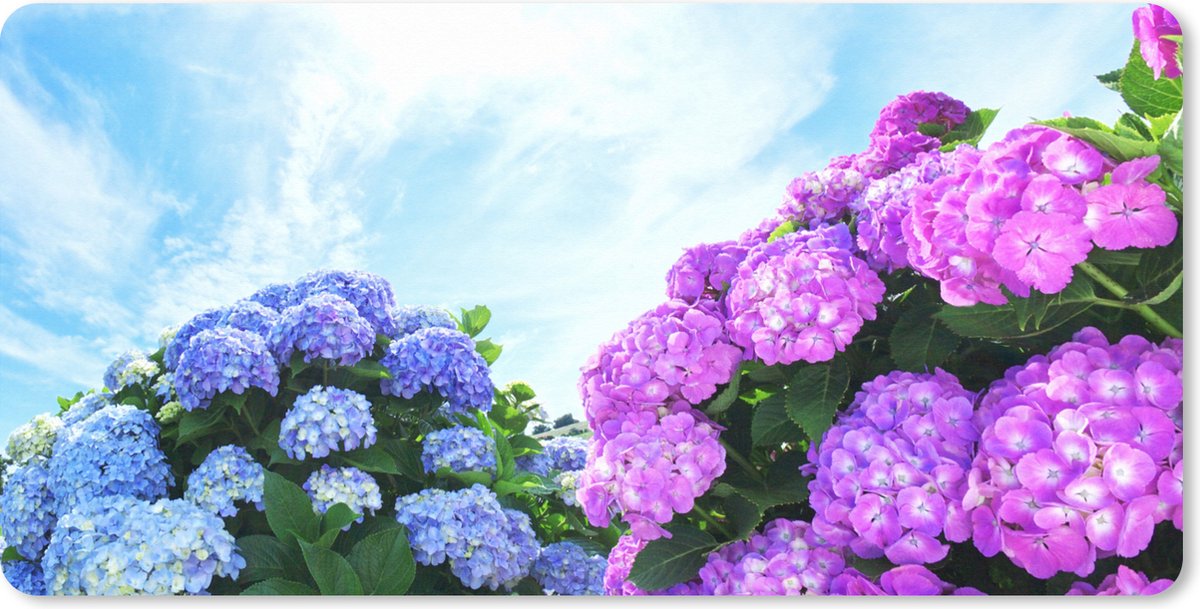 Muismat XXL 100x50 cm - Bureau onderlegger - Bureau mat Hortensia voor blauwe lucht - Bureaumat - Gaming mousepad xl - Bureaulegger groot - Computer deskmat