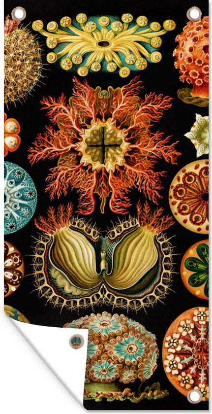 Tuinposter - Dieren - Kunst - Zeedier - Ernst Haeckel - Tuin - 40x80 cm - Tuindoek - Tuindecoratie